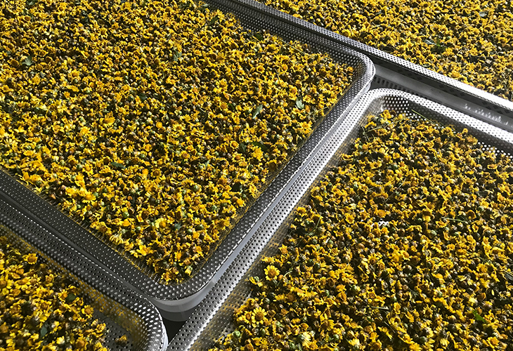 野菊花烘干機