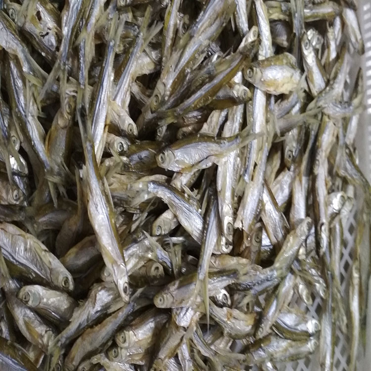 小魚干烘干機 小魚干烘干機